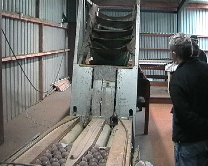 Kiwi-Sortiermaschine